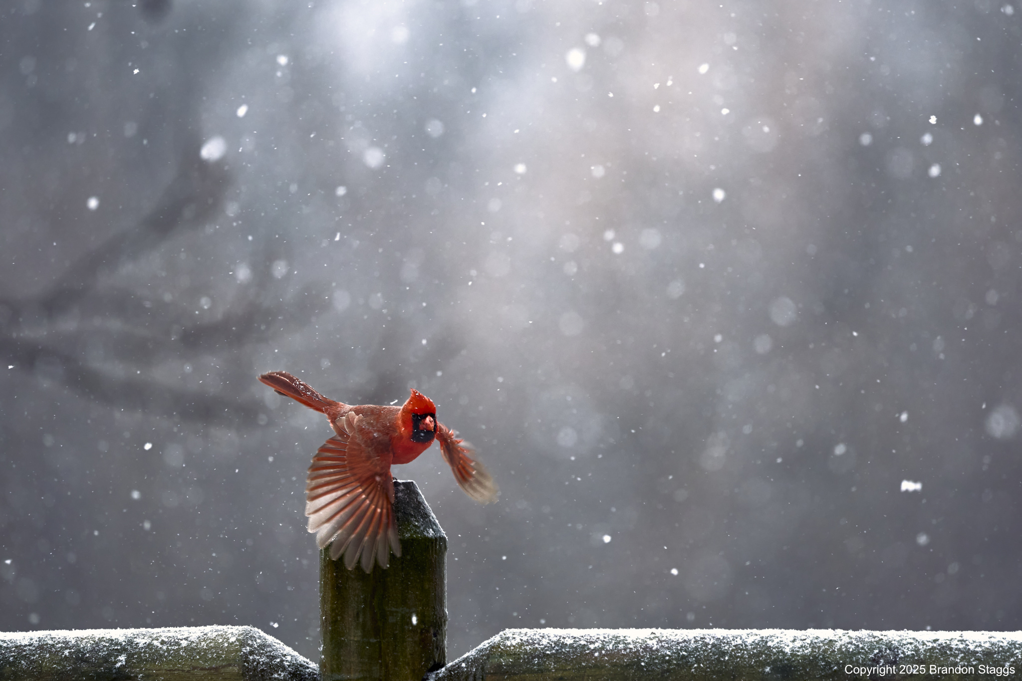 Cardinal in Snow